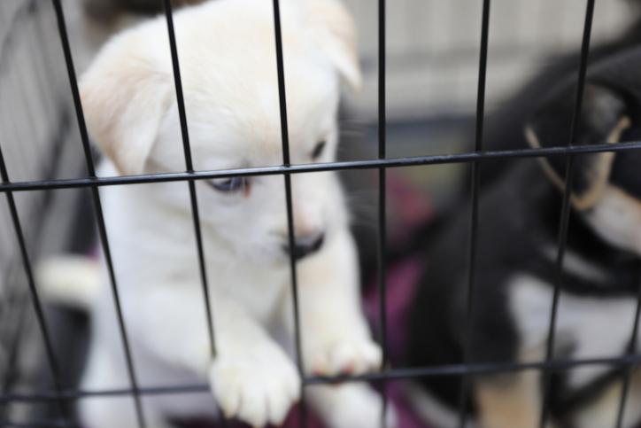 [BS광장] 펫 관광산업 공들이는 지자체… ‘음지 동물’은 나 몰라라?