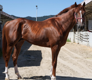 2세 경주마 선발전 ‘쥬버나일 시리즈’ 제 1관문…승자는?