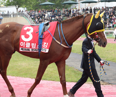 ‘무서운 신예’ 이클립스더킹, 장거리 명마 등용문 도전장