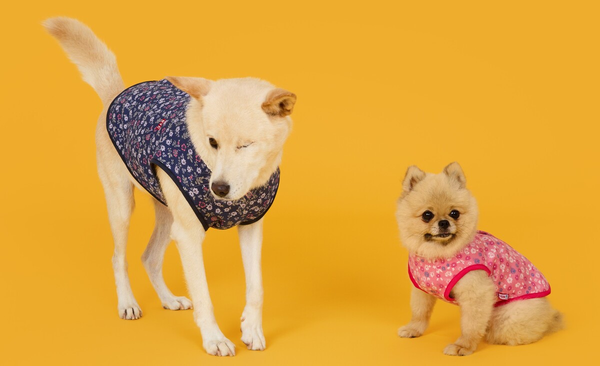 “개리야스 계절 다가온다”… BYC 겨울신제품 사전예약 판매