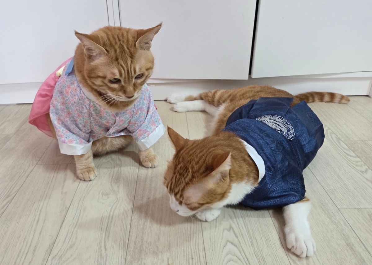 한복 입은 댕냥이와 한가위 보름달에 소원 빌어요