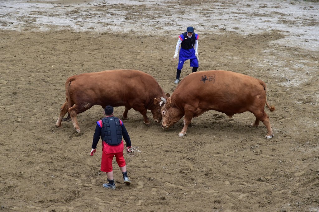 이번 추석에도 소싸움, 아니 ‘소 힘겨루기’ 대회… 전통문화인가, 동물학대인가