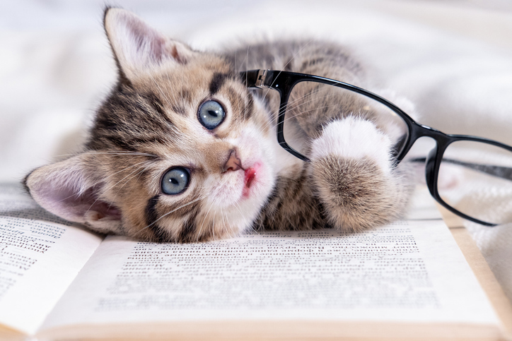 언어는 사회·문화적 산물… ‘반려동물’은 언제 국가사전에 등재 됐을까?