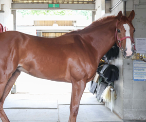 신예 국산마들의 경쟁 ‘쥬버나일 시리즈’ 두 번째 관문 개막