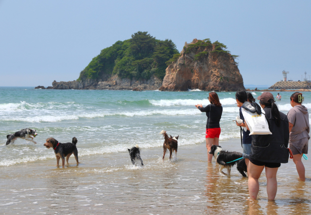 20억원에서 9억원으로… 반려동물 친화관광도시 예산 ‘반토막’