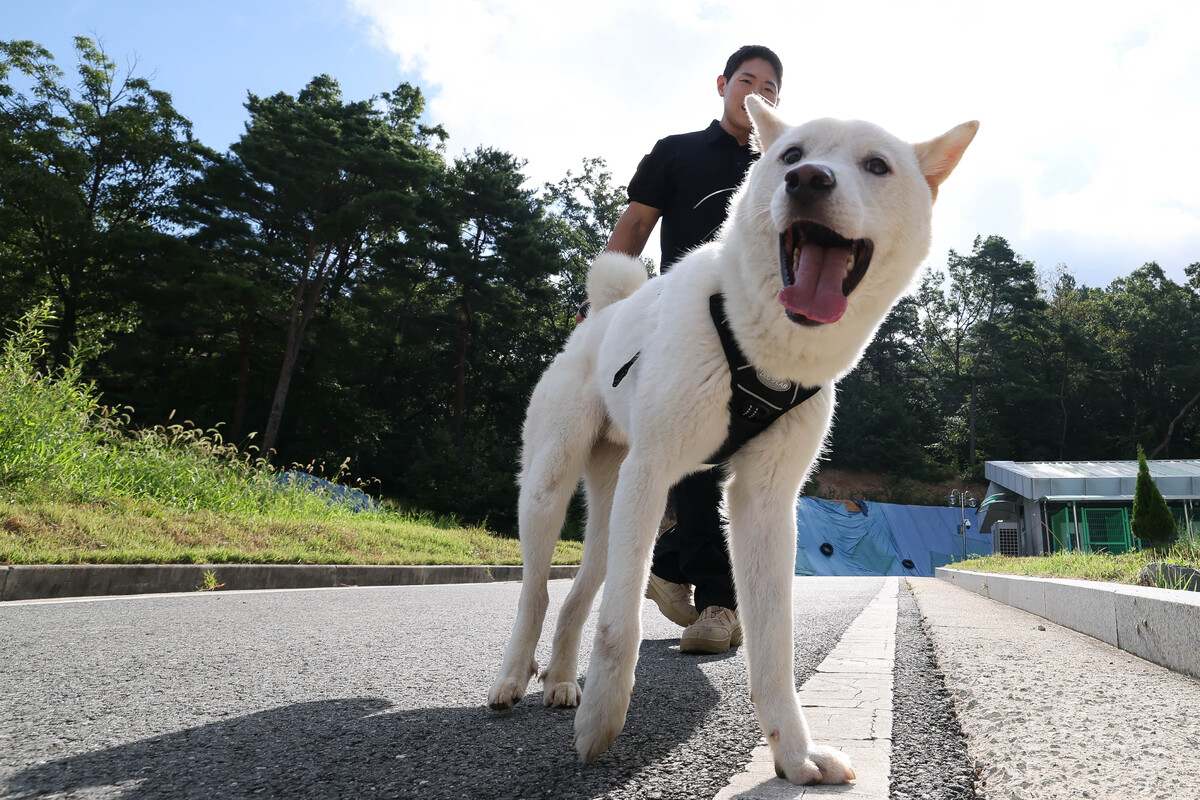 [BS모닝] 80번째 경찰의 날… 진돗개 경찰견, 심리치유 경찰견 아시나요?