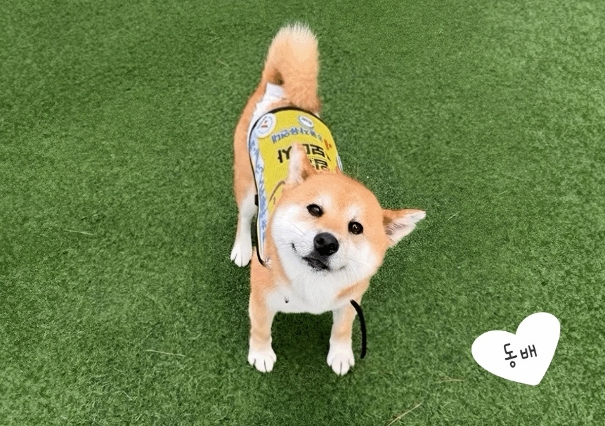 “유기견 편견 부순다개”… 동물자유연대 ‘입양 홍보대사犬’ 아시나요?