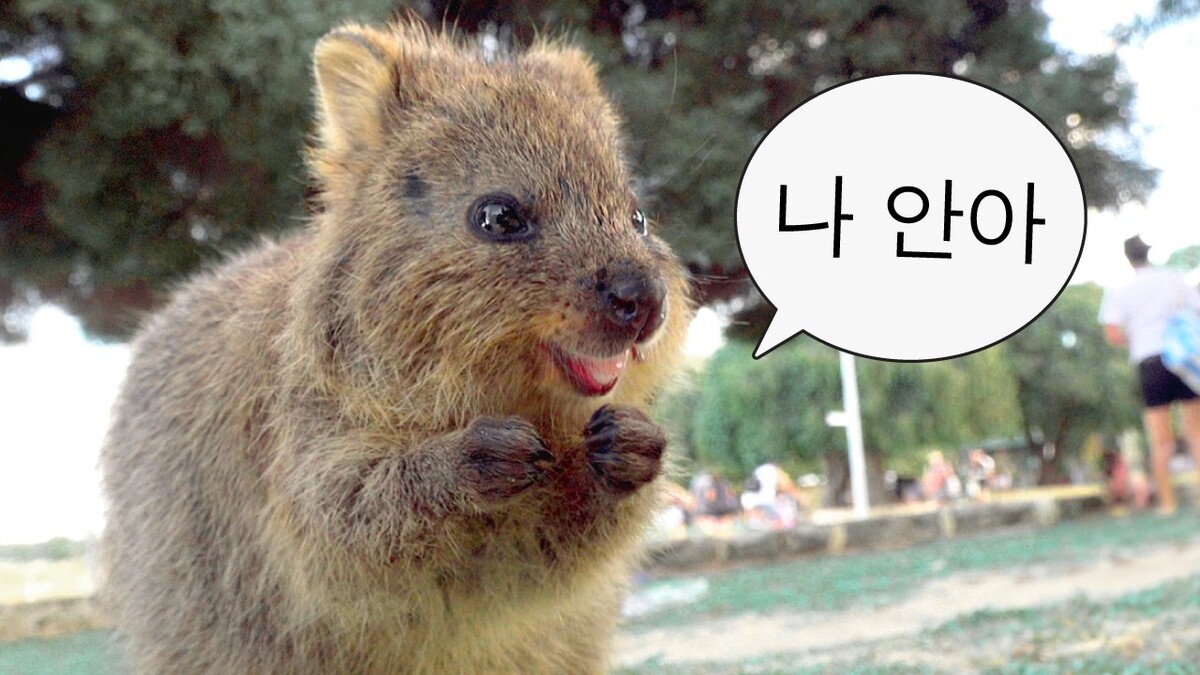 ‘밈·하냥이·래플’로 SNS 평정…하나투어, MZ와 통했다