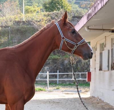 혈통 vs 잠재력…4등급 경주마들 치열한 승급 경쟁 예고