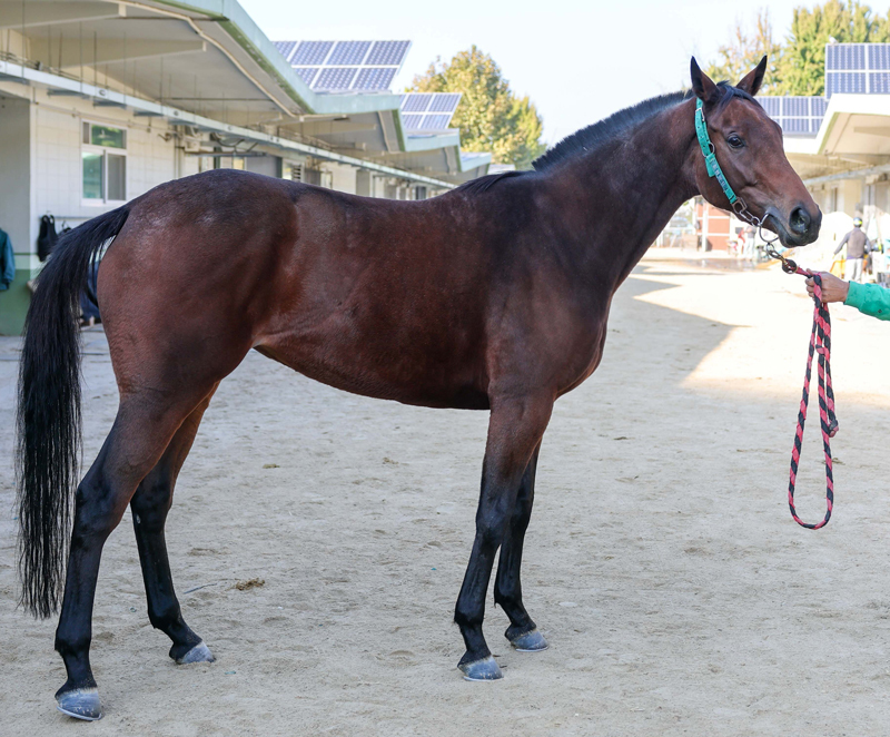 “4등급馬 단거리 최강은 나”…상위 등급 향한 폭풍질주 예고