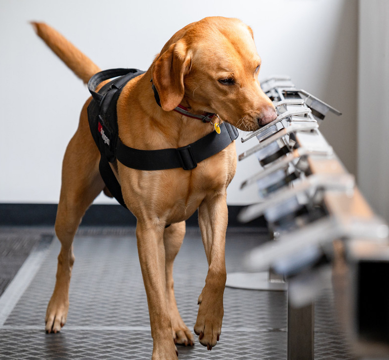 인간 돕는 댕냥이를 돕는다… 로얄캐닌재단 5주년 ‘온기의 선순환’