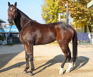 예측불가 11두 혼전…2세마 최강자 가리는 진검승부