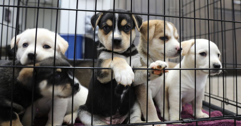 “겨울철 유기동물 안전 위해”… 정부, 동물보호소 점검 나선다
