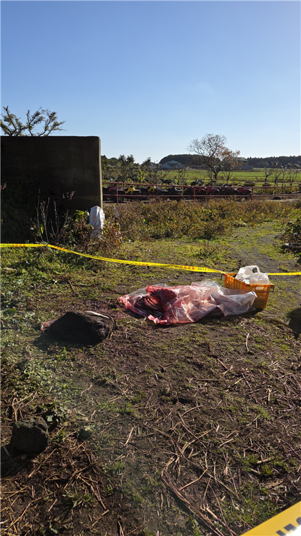 [BS광장] ‘말의 해’ 앞두고 불법 도살된 말… ‘황새의 눈물’ 마르기도 전에