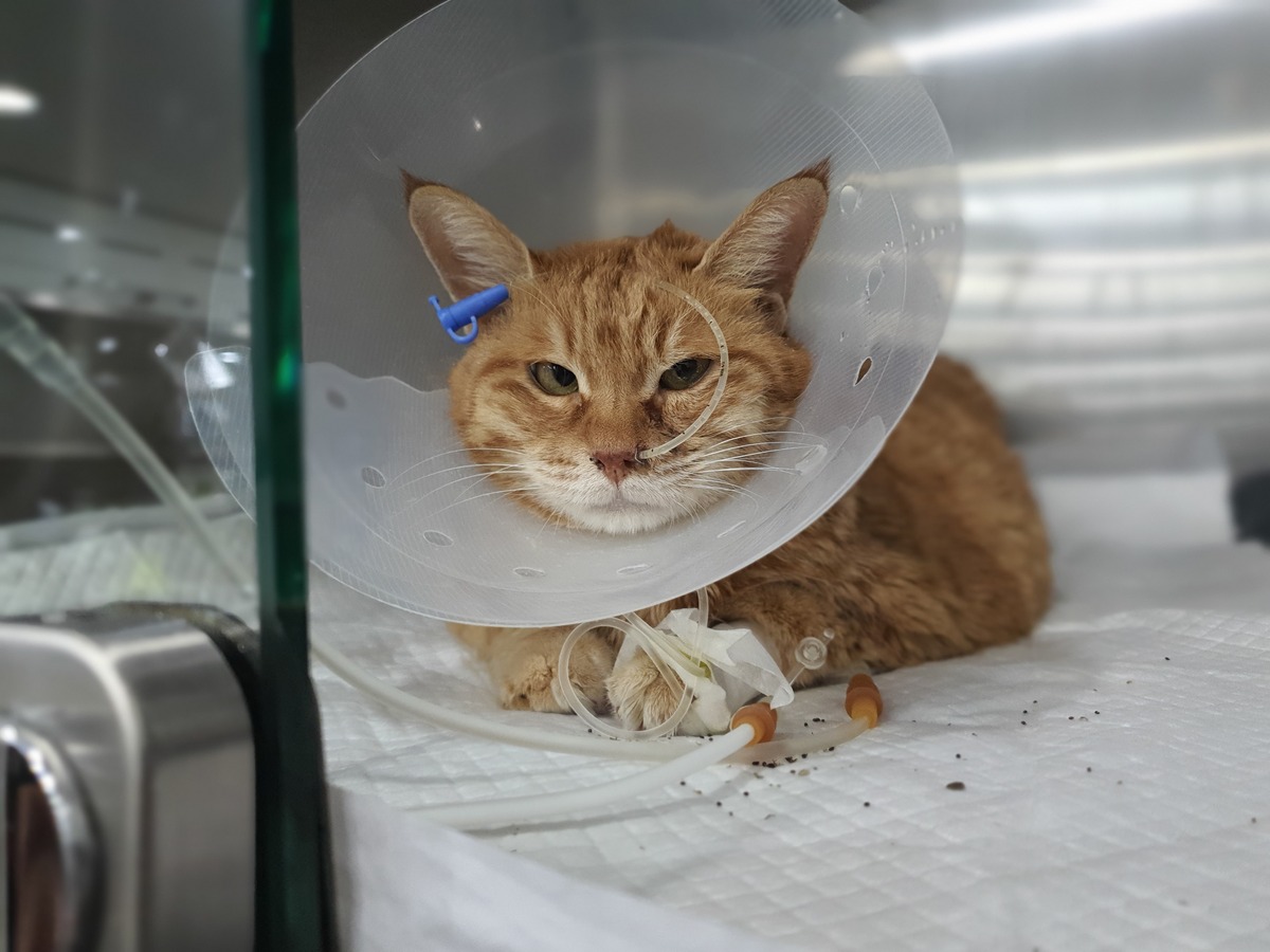 전국 동물병원 비용 공개… 입원비 가장 비싼 지역은?