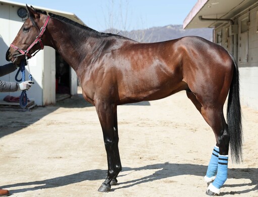 붉은 말의 해 첫 1등급 경주…원펀치드래곤 독주냐 이변이냐