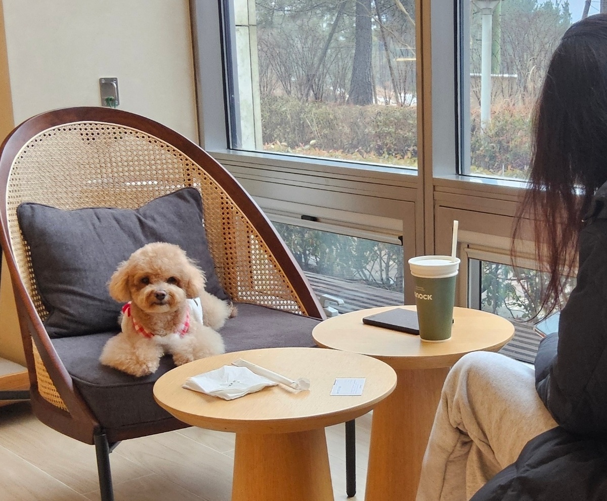댕냥이랑 카페·식당 가기… 3월부턴 ‘눈치’ 보지 마세요