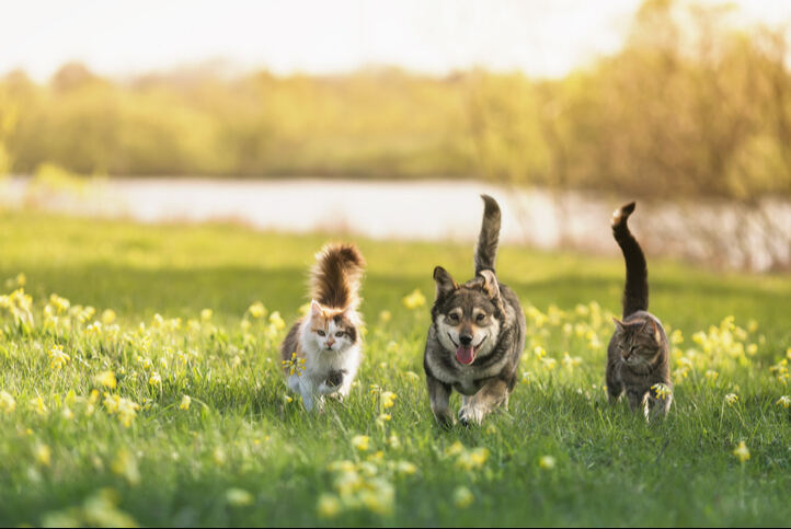 정부, 200억 들여 ‘반려동물사료 산업화센터’ 짓는다